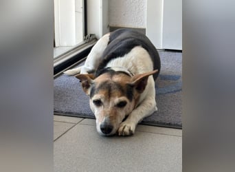 Gina sucht ihr Zuhause