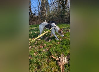 Süße Zaubermaus Sunny sucht ihr Zuhause