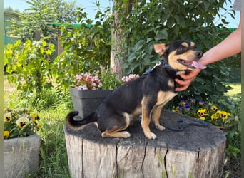 Traumhund Giso