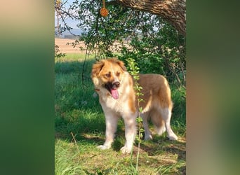 BENJI (*2024) auf Pflegestelle in 86989 Steingarten