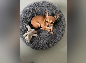 SOPHIE und KAAMI ❤️ 2 Chihuahua Seelen, Pflegefamilie Bochum