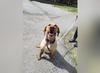 Boburék, evtl. Labrador-Mix, ist aktiv und wasserbegeistert !