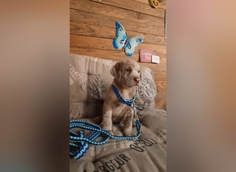 Labrador Aussiedor Welpen,Abgabebereit, aus liebevoller Zucht