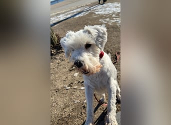 Weiße Zwergschnauzer Welpen nicht haarend reinrassig