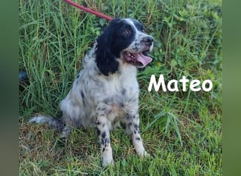 Mateo geb. 06/2020 (ESP) - sehr sozialer und anhänglicher Bretonischer Spaniel!