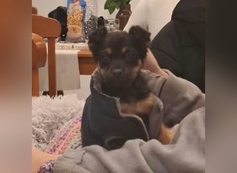 Ameli, kleine Zuckerschnecke auf der Suche nach ihrer Familie