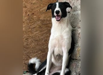 YAELA, Hündin, 1,5 Jahre, 38 cm, Mischling, Tierschutz
