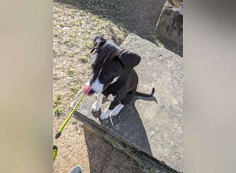 Welpe Kira sucht ihr Für-Immer-Zuhause ❤️