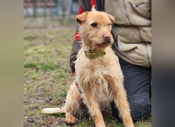 Livi- bezaubernde Hundedame auf der Suche nach einer Familie
