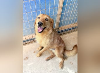 Kuckuck, wer schenkt Traumhund OLIVER ein liebevolles Zuhause?
