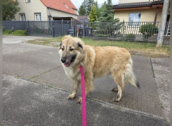 Lissy – Würdevolle Wächterin mit Herz