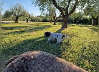 Lagotto con pedigre export