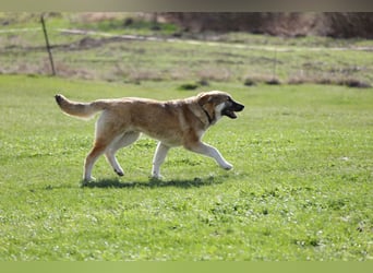 Hübscher Rufus sucht ein Zuhause