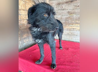 liebenswerte LUNA - 1 Jahr, 40cm/9kg - Schnauzer-Mix
