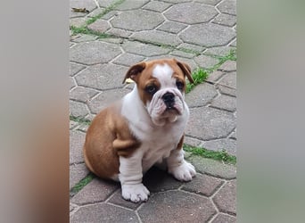 Englische Bulldogge