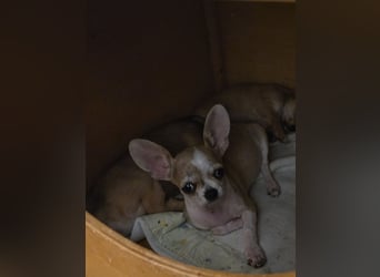 Disney Chihuahuarüde 2-fach geimpft sucht DICH auf Lebenszeit!