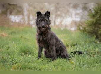 Lotte, zauberhafte Dame sucht ihren Menschen