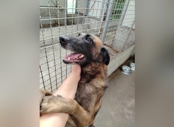 Ria aktive Malinois Mischlingshündin Mischling Hündin sucht Zuhause oder Pflegestelle