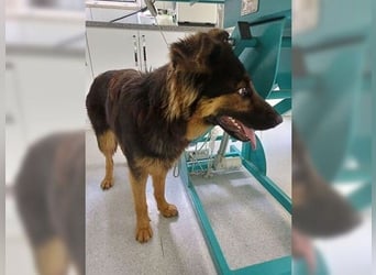 Kendra, menschenbezogene Hündin die gefallen möchte