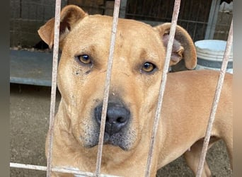 Liebenswertes Piti-Mix-Mädchen ♥Liv♥ Vermittlung zB CH-AT-B-NL