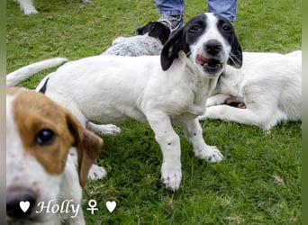 Holly und Hank  suchen ab sofort ein Zuhause