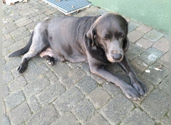 Labrador Retriever mit Ahnenpass,USA Linie.Hausaufzucht
