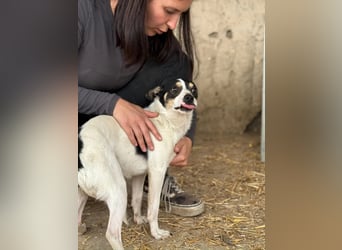 Foltos LM – kleiner Hund mit großem Herzen