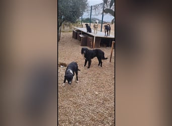 Corwin Border Collie Mix sucht ein liebes Zuhause oder erfahrene Pflegestelle