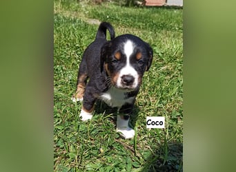 Appenzeller Sennenhund Welpen