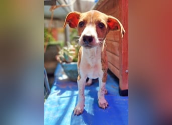 Lucky - ein Welpe sucht sein Körbchen