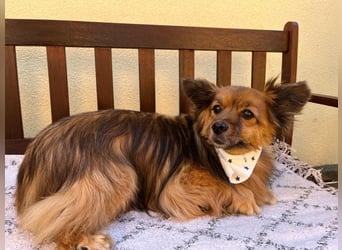 Buddy SR - sanfter Senior sucht liebevolles Gnadenplätzchen