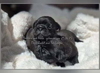 Mops Welpen