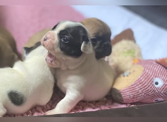 Bullys aus kontrollierter VDH-Zucht