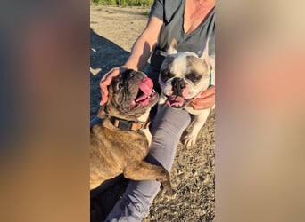Zwei Frenchies suchen zusammen ihr Glück