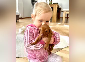 Wurfankündigung Magyar Vizsla Welpen (Mai 25)