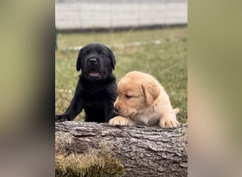 Labrador Welpen mit Ahnentafel