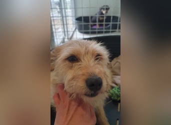 Prezli-DG, sucht neue Familie!