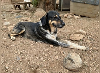Juanita - Hündin in Spanien