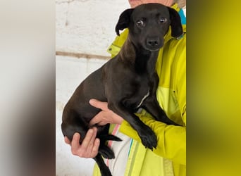 Elila, geb. ca. 04/2023, lebt auf einer Pflegestelle in 53947 Nettersheim