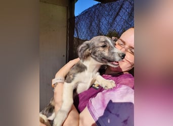 Sarabi, sucht ihre Familie