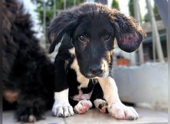 Barney2 geb. 02/2025 (GRC) - verschmuster und verspielter, charmanter Griechischer Hirtenhund Welpe!