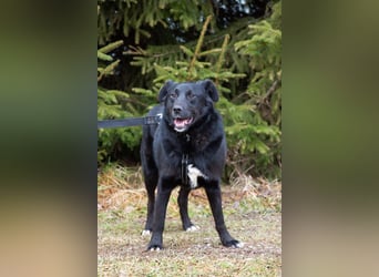 Familienhund Semön sucht ein Zuhause