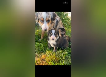 Miniature Australian Shepherd Welpen m. Papieren