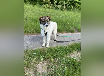 Valeria, kleine Herzensbrecherin sucht ihr Zuhause