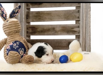 Zuckersüße kleine  Australian Shepherd Babys