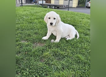 Reinrassige Golden Retriever Welpen