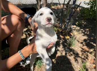 Rocky – und jetzt in die Familienhundeschule starten…….