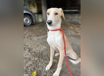 Balou, lieb und verspielt
