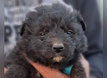 LENZI❤️unser kroat. Schäferhund-Mix-Rüde ist ein wahrer Sonnenschein!