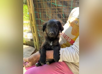 Rani -DRINGEND Zuhause oder Pflegestelle gesucht - Tief unter der Erde...